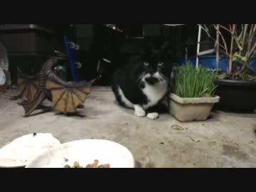 3匹の野良猫の夕ご飯