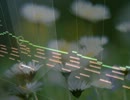 【NNI】Walk With Flowers