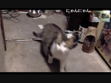 子猫のチビとボス猫の朝ごはん