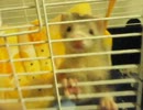 【らる】2　ネコ鳴き