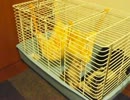 【らる】5　遊ぶ(3/3)→鳴く