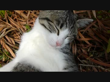 ひなたぼっこでお昼寝中
