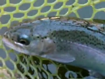 タックルベリーの管理釣り場、王禅寺に行ってきた藻煮た！混んでた・・