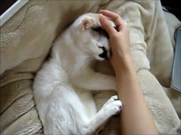寝そうで寝ない猫