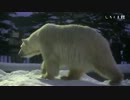 夜の旭山動物園へ行こう！2013年冬 part.1