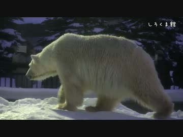 夜の旭山動物園へ行こう！2013年冬 part.1