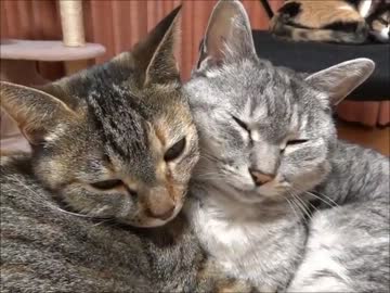 家猫日和　くっつく