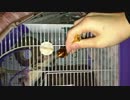 【壱護】あばばばばばばば！！！！【●ω●´】