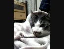 ビビリ猫