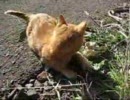 猫ねこネコ