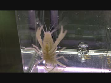 ホワイトザリガニお迎えしました♪