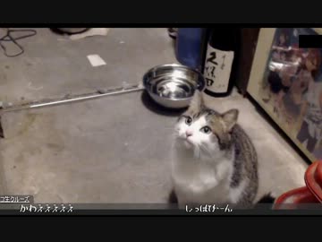 でれつん子猫のチビの朝ごはん 1/3