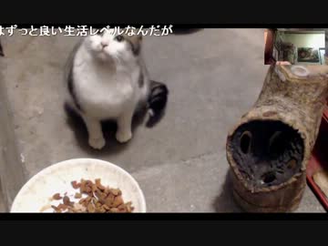 でれつん子猫のチビの朝ごはん 2/3