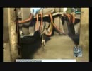 【生配信】NieR Replicant Part06