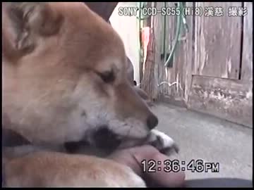【若柴】おいっきりナデもふ抱っこ(*´Д`)【ごめん】