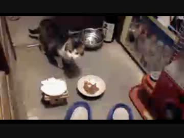 プチ家出の子猫チビが3日ぶりに野生風味増量して戻ってきた