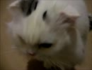 TONYくんのささみタイム。