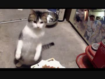 子猫のチビの初二足立ちと強烈ねこパンチ