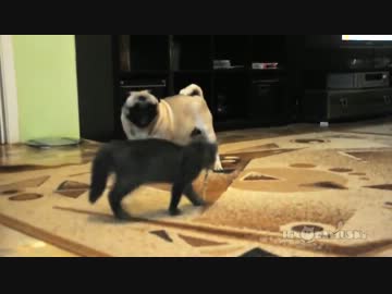 パグにクローリングキックを噛ませる猫【どやっ！】