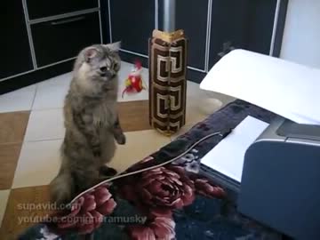出力するプリンターに驚いたフェレットのようなリアクションの猫