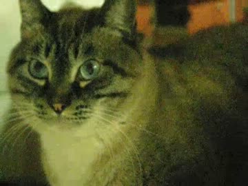 ジャンくんが来て１年２ヶ月　野良じゃないけどまだ家猫でも・・