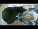 さびちゃん (ΦωΦ)　新しいおもちゃヽ(*´∀｀)ノ