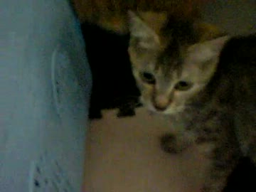 拾いねこ＠生後223/190日目　日課再開