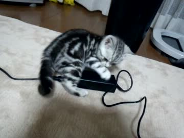 はしゃいだりがじがじする子猫