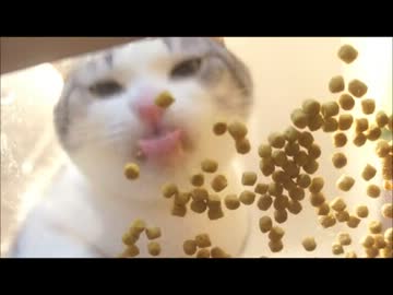 ツンギレのうちの猫のご飯の様子をガラスの下から撮影してみた
