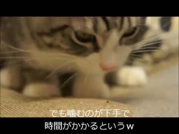 ツンギレのうちの猫どもが子猫だったころのご飯シーン特集