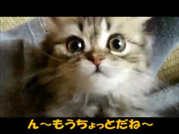 ネネとチャチャの５週目
