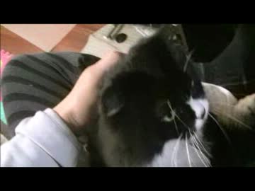 ちゃとらとはちわれ　2013たぬき捕獲