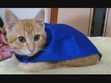 にゃんこ.ライオンまるの冒険