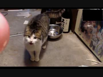子猫のチビの初めてのたま弄り