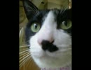 猫 と トカゲ と 朝ごはん 【０６５５】