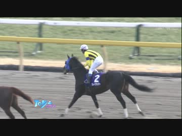 フェブラリーＳ2013