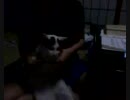 酵素パワーのﾄｰｯﾌﾟのCMを姉がひろくん(猫)で再現してみた