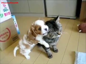 【甘噛み】スリスリしてくる子犬に我が身をゆだねる猫【恍惚】