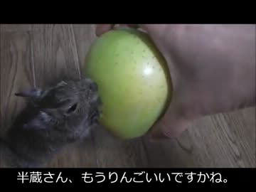 【忍チュー】3日目　りんごまるごとあげたら大喜び！！