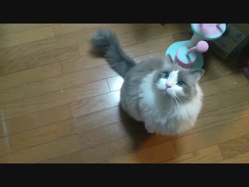 【こぢゃ】「ごはん！」と言うネコ碧