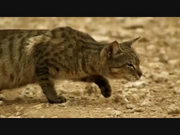 ねこまっしぐら