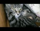 【にゃーち】ニューフェイス【じゃないよ】