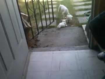 犬が子猫を散歩に連れて行きます。