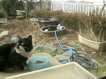 猫のお食事中に人類滅亡