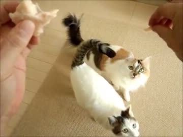 焼ささみに跳びつく猫