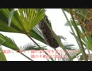 蜂の巣発見！！