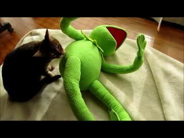 ぬいぐるみに優しくなった