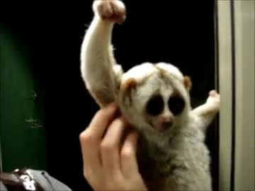 アストラルフィニッシュを決めた淫夢くんBBCP