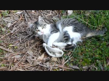 軍手に荒ぶる猫たち