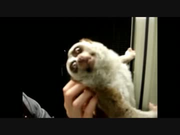 試合開始直後に瞬殺される淫夢くんEXVS